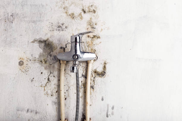 Best Affordable Mold Removal  in Cooperstown, NY