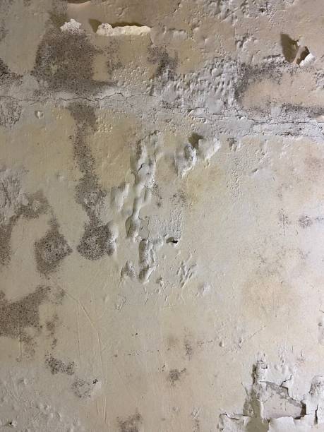 Home Mold Removal in Cooperstown, NY