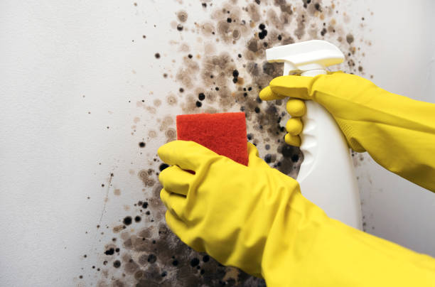 Best Fast Mold Removal  in Cooperstown, NY