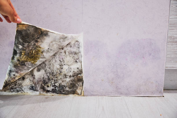 Best Affordable Mold Removal  in Cooperstown, NY